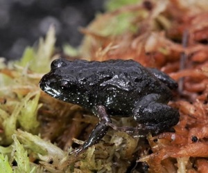 Rock Moss Frog and Conservation Efforts