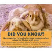 Why Diluting Homeopathic Pet Remedies Boosts Effectiveness