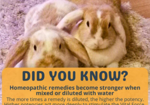 Why Diluting Homeopathic Pet Remedies Boosts Effectiveness