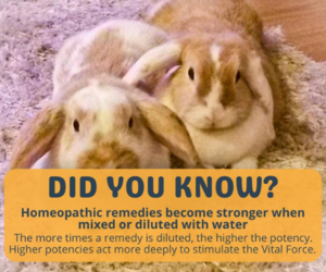 Why Diluting Homeopathic Pet Remedies Boosts Effectiveness