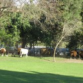  Caledon - Town & Country Apartment