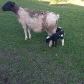  Caledon - Town & Country Apartment