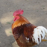  Caledon - Town & Country Apartment