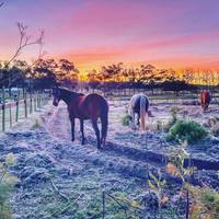 Napier Horses - Chas Everitt Napier - Xplorio™ Napier
