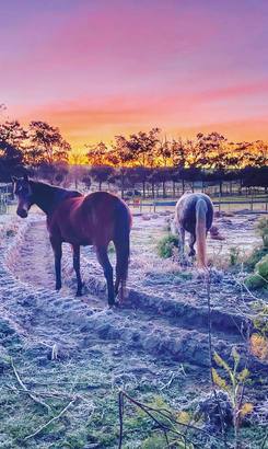 NAPIER_2__1716208373