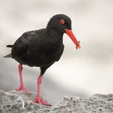 Black Oystercatcher in Struisbaai - Chas Everitt Cape Agulhas - Xplorio™ L'Agulhas / Struisbaai