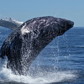 Southern Right Whale - Chas Everitt Cape Agulhas - Xplorio™ L'Agulhas / Struisbaai