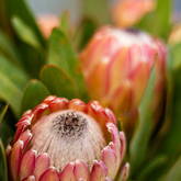 Protea - Guppy Huys Oceanfron Eco Villa - Xplorio™ Gansbaai