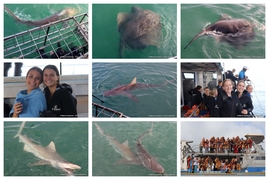 Daily Blog: 22 May 2024 | Shark Cage Diving in South Africa