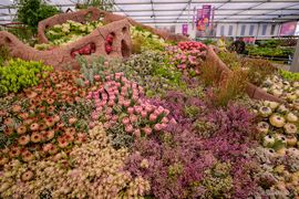 South Africa Triumphs with Gold at Chelsea Flower Show 2024