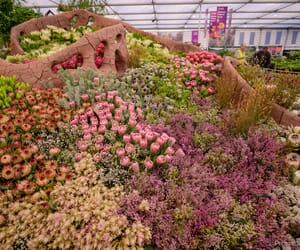 South Africa Triumphs with Gold at Chelsea Flower Show 2024