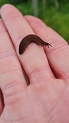 Discover the Fascinating Velvet Worm with Grootbos Foundation