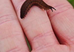 Discover the Fascinating Velvet Worm with Grootbos Foundation