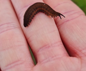Discover the Fascinating Velvet Worm with Grootbos Foundation