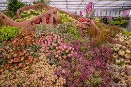 South Africa Triumphs with Gold at Chelsea Flower Show 2024