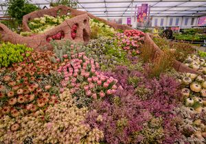 South Africa Triumphs with Gold at Chelsea Flower Show 2024