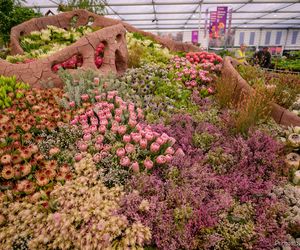 South Africa Triumphs with Gold at Chelsea Flower Show 2024