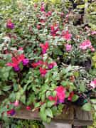 Double Flower Fuchsias