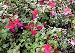 Double Flower Fuchsias