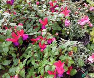 Double Flower Fuchsias