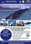 Next Dyer Island Marine Big 5 Tour: 25 May 2024