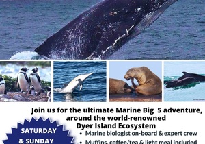 Next Dyer Island Marine Big 5 Tour: 25 May 2024