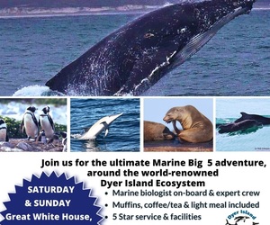 Next Dyer Island Marine Big 5 Tour: 25 May 2024