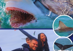 Next Shark Cage Diving Trip: 29 May 2024