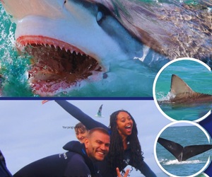 Next Shark Cage Diving Trip: 29 May 2024