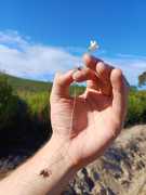 Flower Discovery at Grootbos with Frikkie Becker