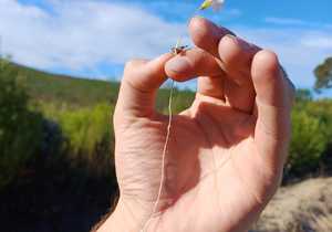 Flower Discovery at Grootbos with Frikkie Becker