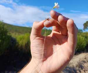 Flower Discovery at Grootbos with Frikkie Becker