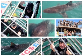 Daily Blog: 29 May 2024 | Shark Cage Diving in South Africa