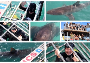 Daily Blog: 29 May 2024 | Shark Cage Diving in South Africa