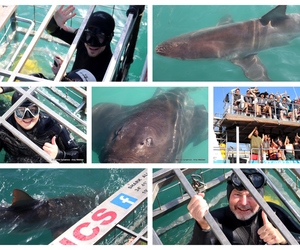 Daily Blog: 29 May 2024 | Shark Cage Diving in South Africa