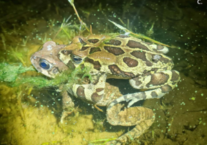 Interspecies Mating Threatens Western Leopard Toads