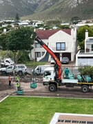 Planting Mature Apodytes Trees at House Gibson