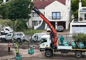 Planting Mature Apodytes Trees at House Gibson
