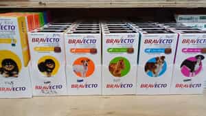 Flea, Tick, and Deworming Solutions for Cats and Dogs