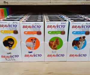 Flea, Tick, and Deworming Solutions for Cats and Dogs