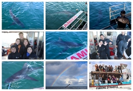 Daily Blog: 01 June 2024 | Shark Cage Diving in South Africa