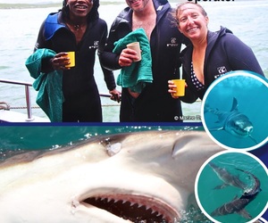 Next Shark Cage Diving Trips: 7, 8 and 9 June 2024