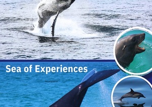 Next Marine Big 5 Trips: 7, 8 and 9 June 2024