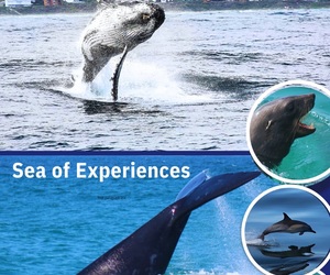 Next Marine Big 5 Trips: 7, 8 and 9 June 2024