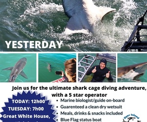 Next Shark Cage Diving Trips:10 & 11 June 2024