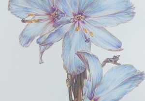 The Beauty of Aristea spiralis: Grootbos Florilegium