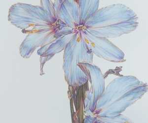 The Beauty of Aristea spiralis: Grootbos Florilegium