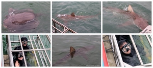 Daily Blog: 11 June 2024 | Shark Cage Diving in South Africa