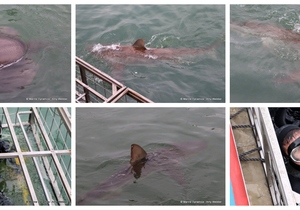 Daily Blog: 11 June 2024 | Shark Cage Diving in South Africa