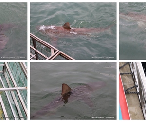 Daily Blog: 11 June 2024 | Shark Cage Diving in South Africa